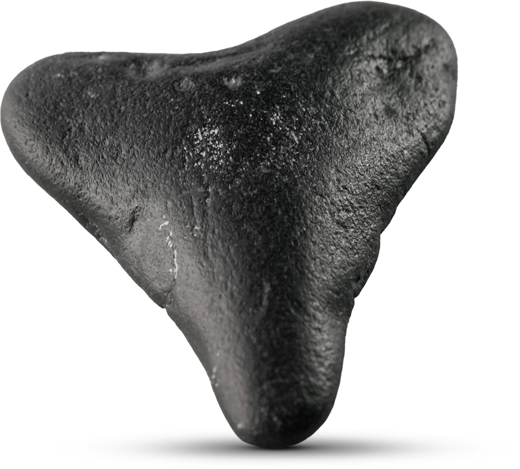 The Megalodon - Image 6